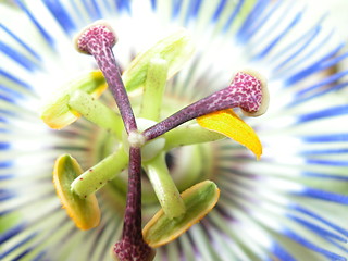 Image showing Passionflower