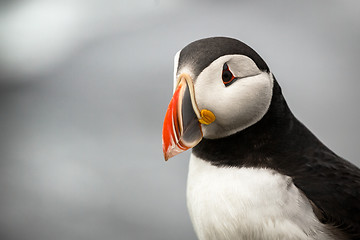 Image showing Atlantic Puffin