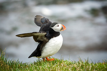 Image showing Atlantic Puffin