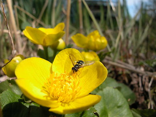 Image showing Marsh-marigold with Syrphus fly