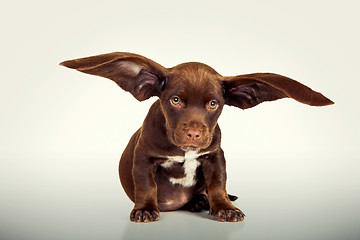 Image showing Flying Puppy