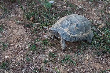 Image showing Turtle on the land