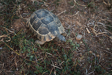 Image showing Turtle on the land