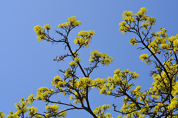 Image showing Norway maple