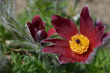 Image showing Red pasque flower