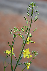 Image showing Cabbage flower