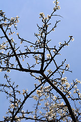 Image showing Myrobalan plum