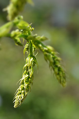 Image showing Black bryony