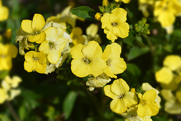 Image showing Yellow garden wallflower