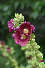 Image showing Common hollyhock