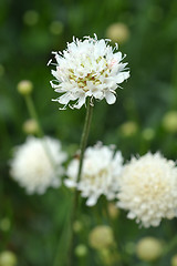 Image showing Giant scabious