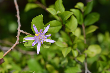 Image showing Tropical East African shrub