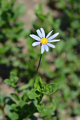 Image showing Blue daisy