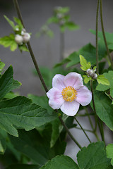 Image showing Japanese anemone