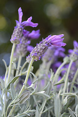 Image showing Butterfly lavender