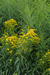 Image showing Canadian goldenrod