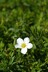 Image showing Mountain sandwort