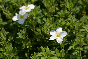 Image showing Mountain sandwort