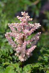 Image showing Dwarf astilbe