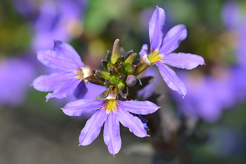 Image showing Fairy fan flower