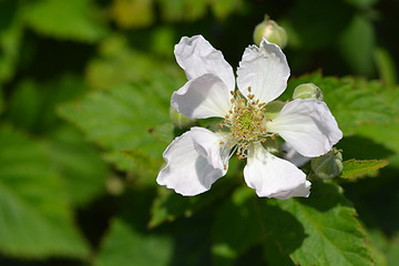 Image showing Thornless blackberry