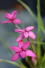 Image showing Rosy posy