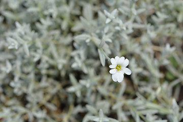 Image showing Snow in the Summer