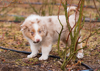 Image showing Australian shepherd puppy