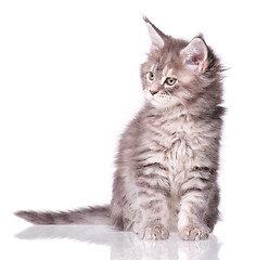 Image showing Maine Coon kitten on white