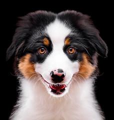 Image showing Australian shepherd puppy