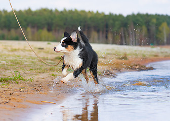 Image showing Australian shepherd puppy