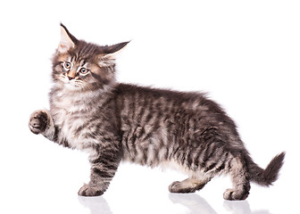 Image showing Maine Coon kitten on white