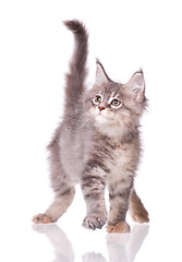 Image showing Maine Coon kitten on white