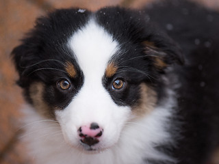 Image showing Australian shepherd puppy