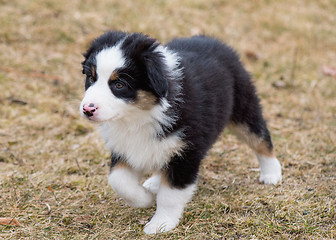 Image showing Australian shepherd puppy