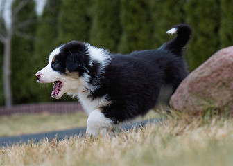 Image showing Australian shepherd puppy