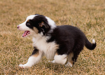 Image showing Australian shepherd puppy