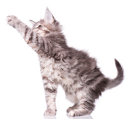 Image showing Maine Coon kitten on white