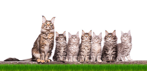 Image showing Maine Coon kitten in grass