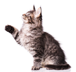 Image showing Maine Coon kitten on white