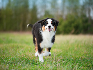 Image showing Australian shepherd puppy