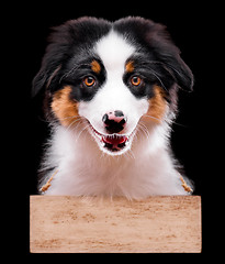 Image showing Australian shepherd puppy