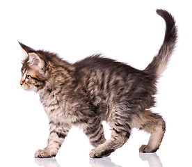 Image showing Maine Coon kitten on white