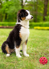 Image showing Australian shepherd puppy