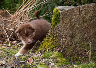 Image showing Australian shepherd puppy