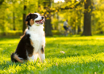 Image showing Australian shepherd puppy