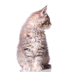 Image showing Maine Coon kitten on white