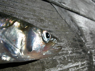 Image showing European smelt