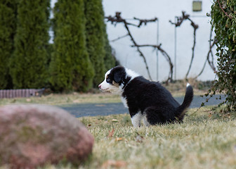 Image showing Australian shepherd puppy