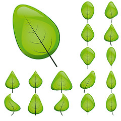 Image showing Collection of green shiny leaf icons, vector illustrationCollection of green shiny leaf icons